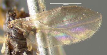 Media type: image;   Entomology 1168 Aspect: wing